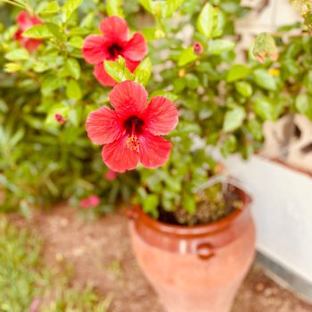 Blume