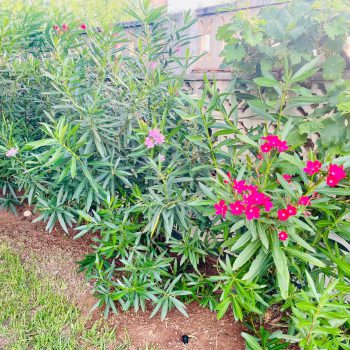 Oleander